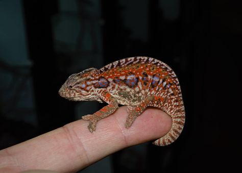 A tiny and colorful carpet chameleon! Types Of Chameleons, Carpet Chameleon, Chameleon Tongue, Chameleon Holding Stuff, Rainbow Chameleon, Colorful Carpet, Carpet Colors, Lizards, Carpet