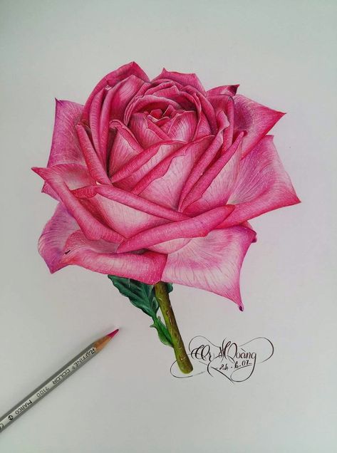 Realistic Flower Drawings Colour Pencil, Color Pencil Art Realistic Flowers, Colored Pencil Rose, Colorpencils Drawing Aesthetic, Flower Realistic Drawing, Flower Pencil Sketches, Prismacolor Flowers, Pencil Colour Painting, Realistic Flower Drawing