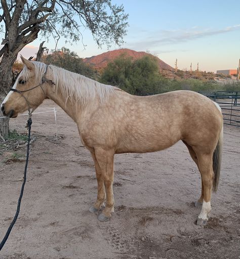 A beautiful palomino mare I’m riding during my trip. Horse Palomino, Palomino Quarter Horse, Palomino Horses, Palomino Horse, Palomino Quarter Horse Mare, My Trip, Quarter Horse, Horse Art, Horses