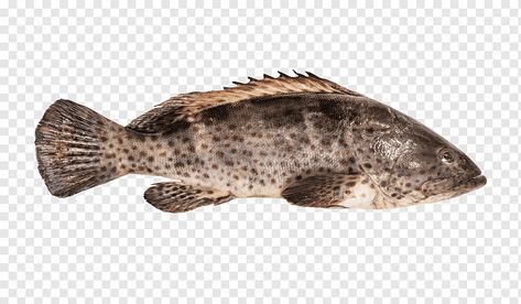 Fish Core, Grouper Fish, Goldfish Aquarium, Snapper Fish, Tang Fish, Channel Catfish, Mackerel Fish, Perch Fishing, Guppy Fish