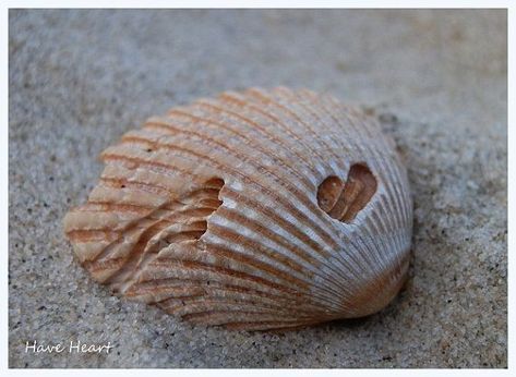 Valentine Core, Hearts In Nature, Heart Rocks, Heart In Nature, Shell Heart, Angel Heart, I Love Heart, Heart Images, Happy Heart