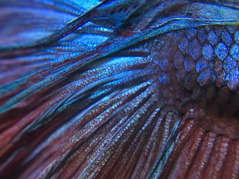 Alfie the betta shot on a macro lens Betta Fish Aesthetic, Blue Scales Aesthetic Dragon, Fish Texture, Mermaids Aesthetic, Fish Macro Photography, Colorful Fish Photography, Fish Textiles, Feather Macro Photography, Moth Macro Photography