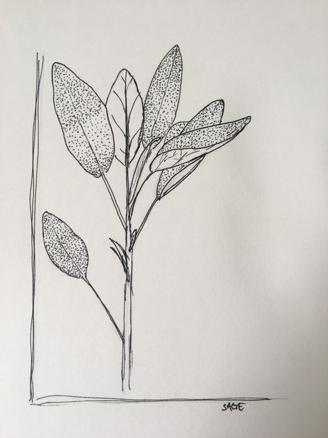 #flowers #plants #drawing #sage #herbs Sage Line Drawing, Sage Flower Tattoo, Sage Plant Tattoo, Sage Tattoo Flower, Herb Images, Herbs Tattoo, Sage Drawing, Sage Illustration, Sage Tattoo