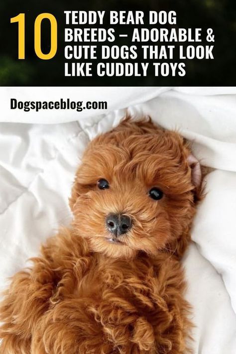 10 Teddy Bear Dog Breeds Bear Dog Breed, Teddy Bear Puppies, Bear Puppy, Dog Fails, Teddy Bear Dog, Dog Training Advice, Bear Dog, Brown Dog, Cuddly Toy