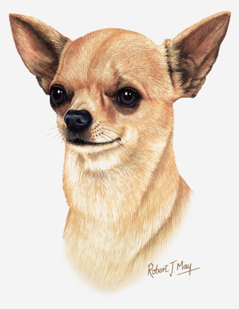 Chihuahua Drawing, Chihuahua Art, Baby Chihuahua, 강아지 그림, Cute Chihuahua, Chihuahua Love, Chihuahua Puppies, Dog Illustration, Dog Images