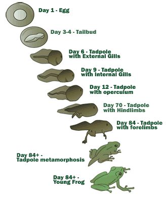 Life cycle of a tadpole. Tadpole Life Cycle, Tadpole To Frog, Frogs Preschool, Frog Ideas, Science Life Cycles, Frog Life Cycle, Lifecycle Of A Frog, Frog Pond, Frog Life