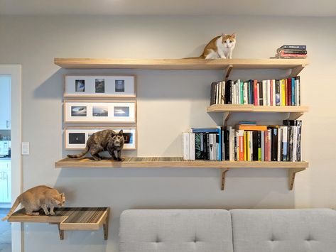 Here's a fantastic example of custom-built cat climbing shelves, designed by an architect. The perfect way to Catify your home! Cat Library, Cat Climbing Shelves, Cats Sitting, Cat Wall Shelves, Cat Wall Furniture, Living With Cats, Cat Playground, Cat Shelves, Cat Climbing