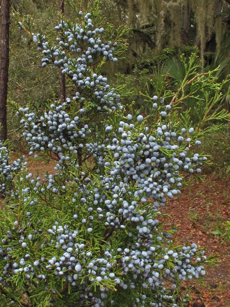 Juniperus virginiana var. silicicola (female), fruit, Bric… | Flickr Eastern Red Cedar, Island Garden, Juniper Tree, Cumberland Island, Future Garden, Red Cedar, Stepping Stones, Florist, Georgia