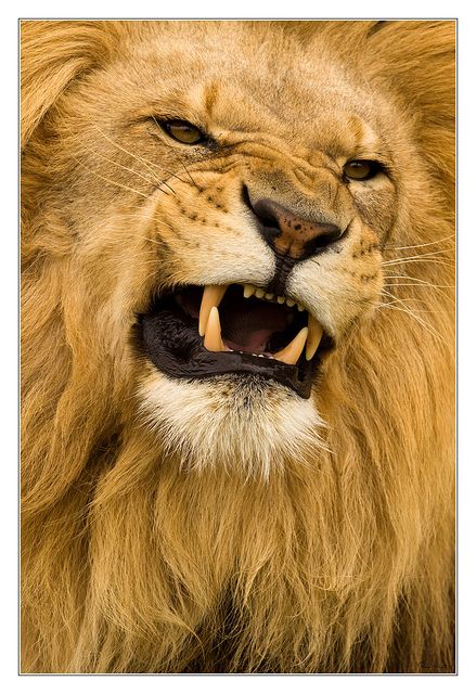 snarl lion Lion Aesthetic, Wild Kingdom, Lion Images, Like A Lion, Lion Art, A Lion, Big Cats, Beautiful Creatures, Wild Cats