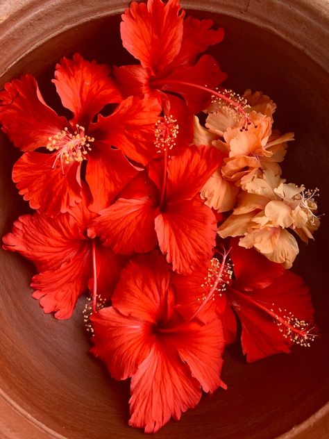 Hibiscus In Water Aesthetic, Tropical Red Aesthetic, Bouquet Of Hibiscus Flowers, Red Hibiscus Flower Aesthetic, Hibiscus Flowers Aesthetic, Hibiscus Wallpaper Aesthetic, Warm Tone Aesthetic, Warm Tones Aesthetic, Hibiscus Flower Photography