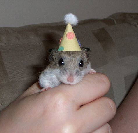 For Serious when she turns two! Hamster Birthday, Hams, Cute Hamsters, Birthday Hat, All Things Cute, Party Hat, Hamsters, Party Hats, Etsy Store