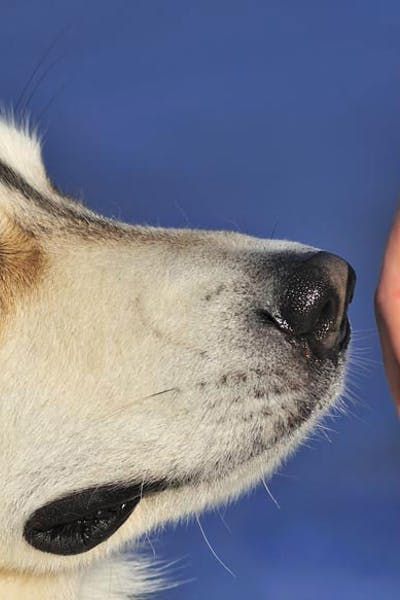 Can Dogs Smell Other Dogs on Humans? #smell #senses #mansbestfriend Dog Smells, Dog Nose, Modern Dog, Sporting Dogs, The Signs, Training Your Dog, Smile Face, The Science, Mans Best Friend