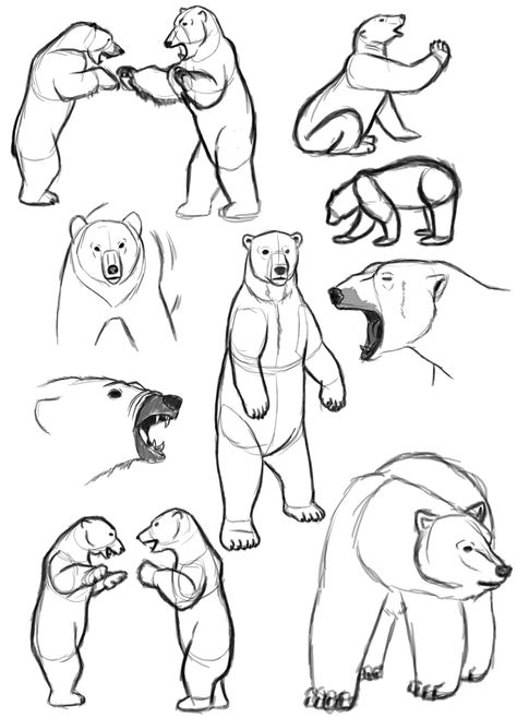 Polar Bears Grizzly Bear Drawing, Tiger Siberian, Sketches Cartoon, Polar Bear Drawing, Baby Giraffes, Sketchy Style, Animals Jokes, Bear Sketch, Animal Reference