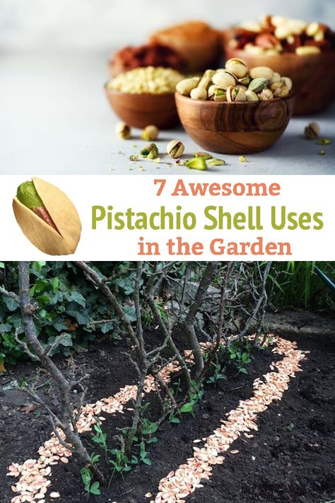 Have you heard about the Uses of Pistachio Shells in the Garden? If not, then we have some practical hacks and DIYs listed in this article! What To Do With Pistachio Shells, Pistachio Shell Crafts, Pistachio Crafts, Pistachio Tree, Pistachio Shell, Shell Projects, Succulent Frame, Pistachio Shells, Shells Diy