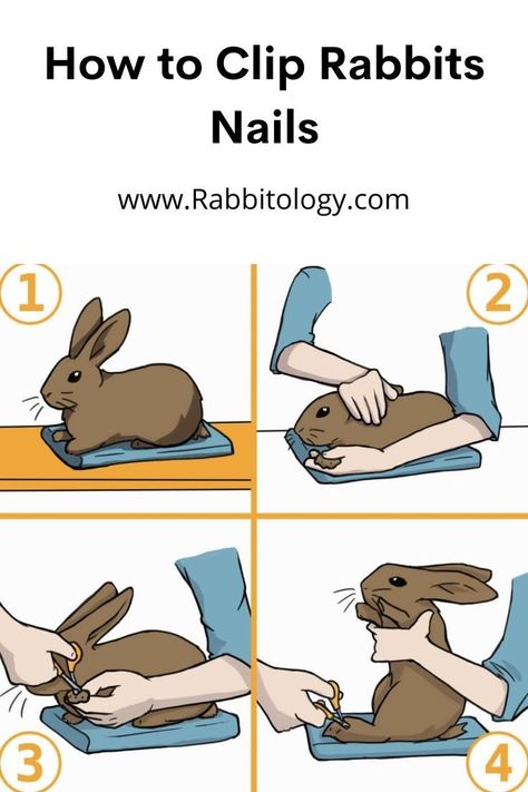 How-to-Clip-Rabbits-Nails Bunny Manicure, Pet Rabbit Care, Bunny Room, Pet Bunny Rabbits, Raising Rabbits, Indoor Rabbit, Bunny Care, Bunny Nails, Bunny Mom