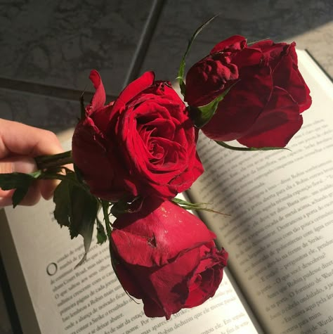 Red Aesthetic Grunge, Rose Aesthetic, Aesthetic Roses, Dark Artifices, Rosé Aesthetic, The Dark Artifices, Flowers Wallpaper, Rose Wallpaper, Red Aesthetic