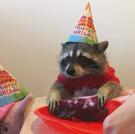 Trash Pandas, Best Images, Racoon, Prove It, My Birthday, Happy Birthday, Puppies, Cake, Birthday