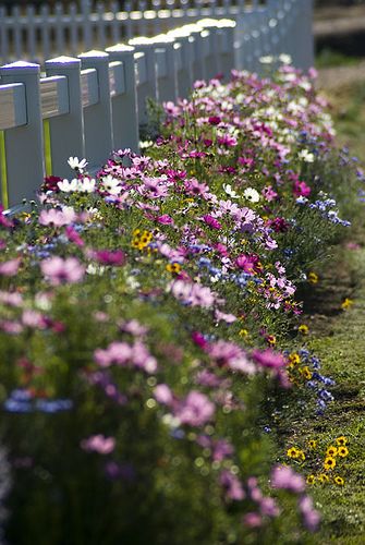 My Fence Line by EyeOfTheJen, via Flickr Small Backyard Flower Garden, Cottage Garden Design, Cottage Garden Plants, White Picket Fence, Cut Flower Garden, Wildflower Garden, Garden Borders, Picket Fence, Gorgeous Gardens