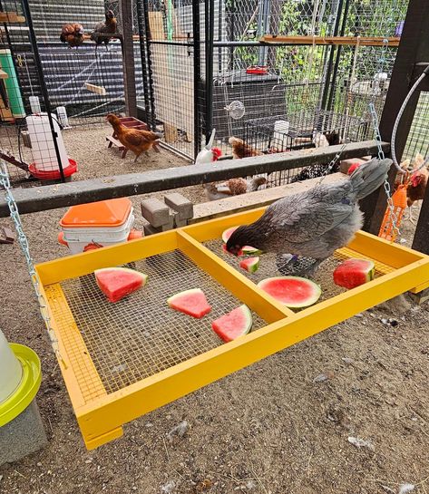 Chicken Coop Made Out Of Dog Kennel, Egg Laying Chicken Coop, Chicken Coop Ladder Diy, Chicken Roost Diy, Chicken Set Up, Funny Chicken Coop Ideas, Chicken Diy Toys, Concrete Chicken Coop, Chicken Home Ideas