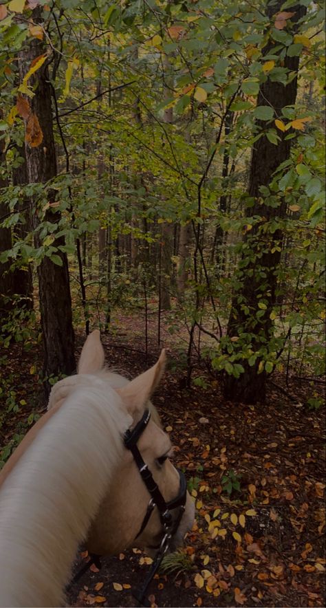 Autumn Fall Aesthetic, Fall Aesthetic Wallpaper, Autumn 2024, Autumn Vibes, Fall Aesthetic, Autumn Fall, Fall Vibes, Aesthetic Wallpaper, Horses