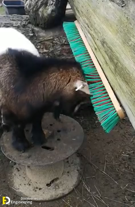 Smart Goat And Sheep Hay Feeder Ideas - Engineering Discoveries Smart Goat And Sheep Hay Feeder Ideas Sheep Enrichment, Sheep Hay Feeder, Goat Enrichment Ideas, Pygmy Goat Pen, Goat Enrichment, Sheep Feeders, Goat Hay Feeder, Goat Feeder, Goat Playground