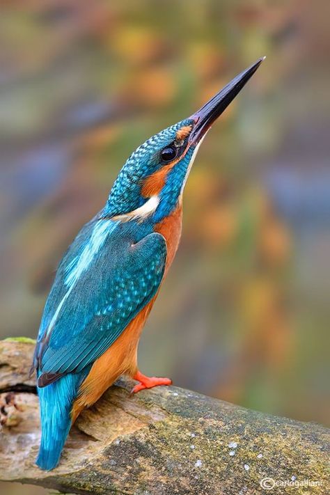 Common Kingfisher (Alcedo atthis) in Italy by Carlo Galliani. King Fisher, Common Kingfisher, Bird Barn, Bird Sitting, Kingfisher Bird, British Birds, Wild Bird, Bird Pictures, Exotic Birds