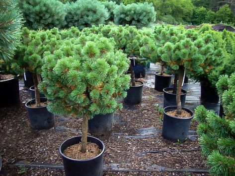 Growing Trees In Pots 101 - Best Trees For Planters - Jay Scotts Collection Mugo Pine, Pine Garden, Tree Planters, Zen Garden Design, Evergreen Garden, Container Gardening Flowers, Tree Tree, Beautiful Yards, Lawn And Landscape