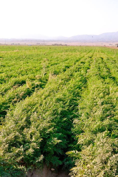 Beautiful view of our carrot fields #Bolthouse #CarrotFarmers Carrot Farm, Mother Thyme, Home Grown Vegetables, Glazed Carrots, Organic Fruit, Cooking Recipes Desserts, Beautiful View, Thyme, Beautiful Views