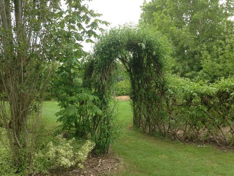 Living Willow - Willows Nursery Living Archway Garden, Twig Archway, Willow Archway, Cottage Allotment, Willow Hedge, Willow Fencing, Pagan Garden, Living Willow Structures, Living Willow Fence