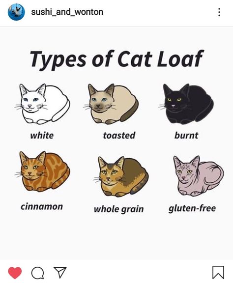 Made by @sushi_and_wonton Different Types Of Cats, Cat Loaf, Types Of Cats, Snoopy, Comics, Fictional Characters