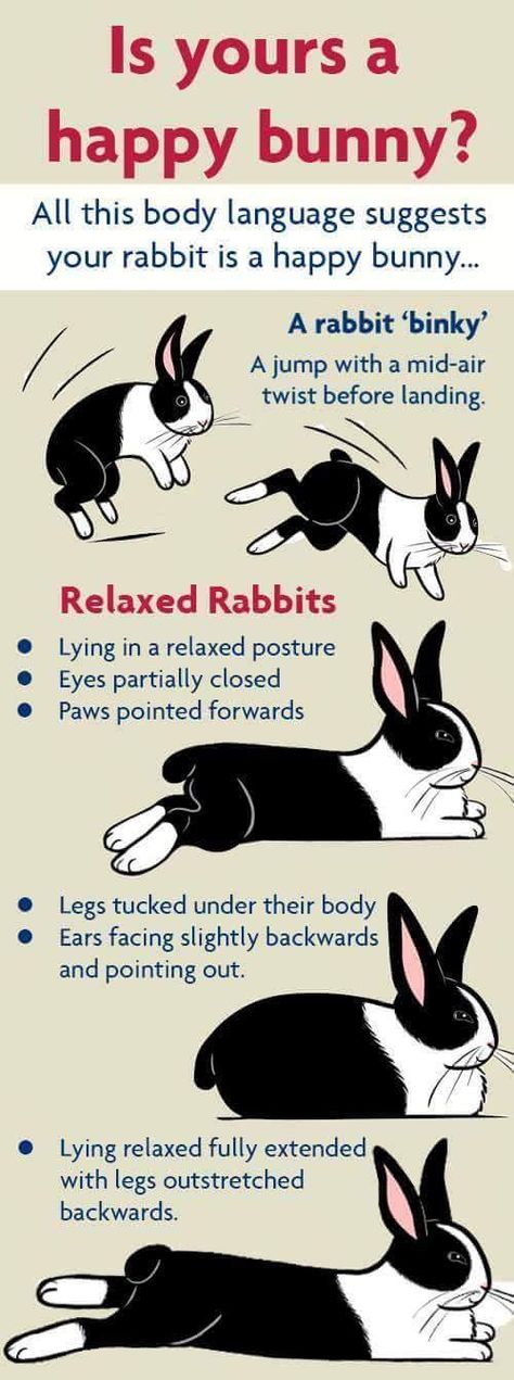 My rabbit relaxes alot                                                                                                                                                      More Bunny Language, Bunny Behavior, Rabbit Binky, Rabbit Tips, Bunny Tips, Bunny Pets, Happy Bunnies, Rabbit Behavior, Rabbit Stuff