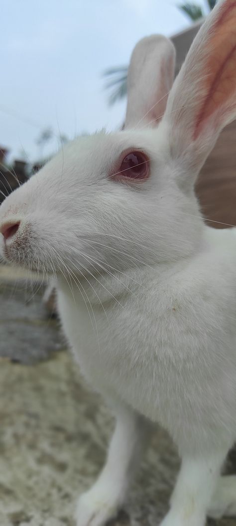 The Florida White is a relatively small breed rabbit originally produced for the laboratory or as a smaller meat rabbit. They are all white in colour with no other markings, with albino red eyes. They are a recognised American Rabbit Breeders Association (ARBA) breed. White Bunny With Red Eyes, Red Eyed Rabbit, White Rabbit Red Eyes, Red Eyes Aesthetic, Albino Rabbit, Dr Pets, Rabbit Aesthetic, Florida White Rabbit, Aesthetic Transparent