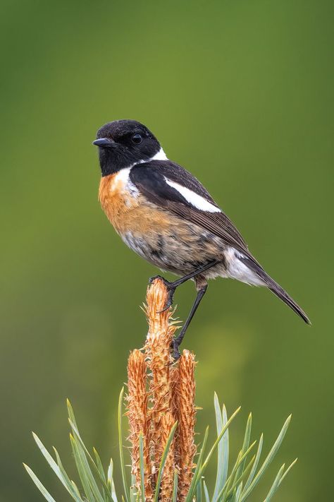 Encounter the Stonechat, a small, perky bird with a unique call. Delve into its habitat, diet, and breeding habits in our informative article. Stonechat, Bird Facts, Big Personality, Fence Posts, British Countryside, Bird Sculpture, Bird Photo, Little Bird, Bird Watching