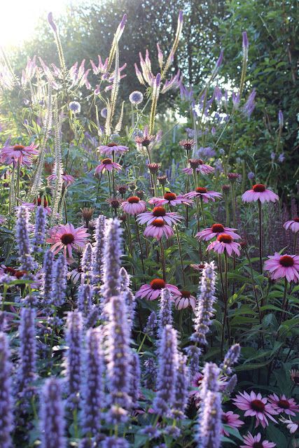 Trolles Garden: Sensommar Meadow Garden, Cottage Garden Design, Have Inspiration, Pollinator Garden, Garden Borders, Gorgeous Gardens, Garden Cottage, English Garden, Front Garden