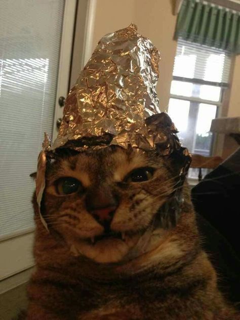 Tin foil hat Alexis Core, Cryptid Academia, Foil Hat, Tin Foil Hat, Tin Foil, Lion Sculpture, Foil, Tin, Kitty