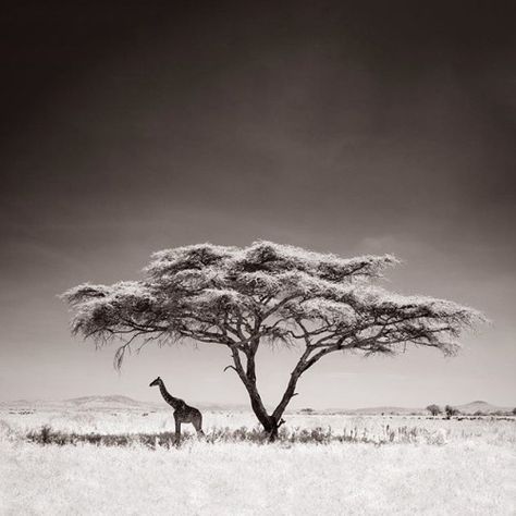 Giraffe Photography, Wildlife Photography Tips, Africa Tattoos, African Tree, Serengeti National Park, Acacia Tree, Afrikaanse Kunst, A Giraffe, Wildlife Photos