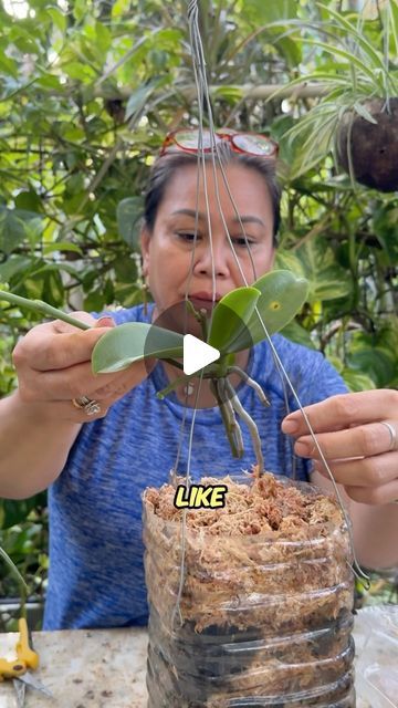 Lan Nguyen on Instagram: "Check out how easy it is to propagate an orchid plant!" Propagating Orchids From Cuttings, Propagate Orchids From Cuttings, How To Propagate Orchids, Caring For An Orchid Plant, Orchid Propagation From Leaf, How To Repot Orchids With Long Roots, Orchid Propagation, Orchid Care Rebloom, Orchid Leaves