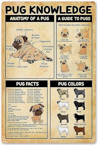 Amazon.com: Pug Knowledge Metal Tin Sign Anatomy Of A Pug A Guide To Pugs Retro Printed Poster School Cafe Bar Bedroom Bathroom Kitchen Home Art Wall Decoration: Posters & Prints Pug Diy, Dog Knowledge, Pug Facts, Pug Art Print, School Cafe, Poster School, Bar Bedroom, Pug Art, Staring At You