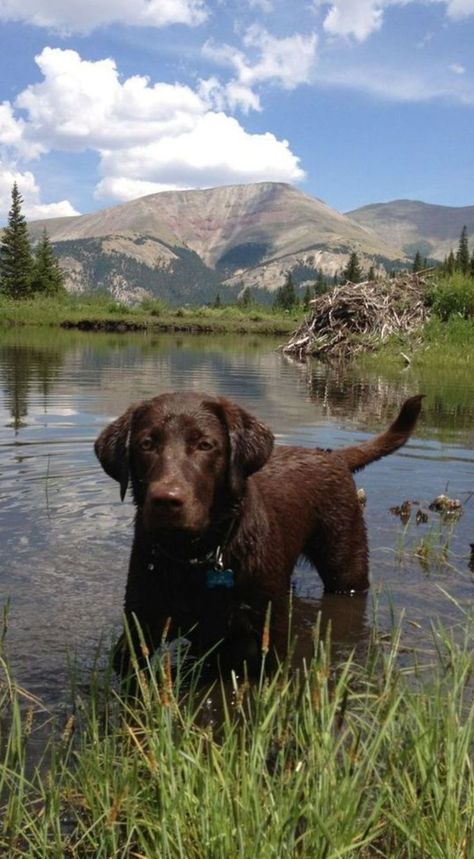 Chocolate Labradors, Husky Corgi, Chocolate Lab Puppies, Chocolate Labrador Retriever, Chocolate Labs, Cutest Dog Ever, Labrador Retriever Puppies, Black Labs, Chocolate Labrador