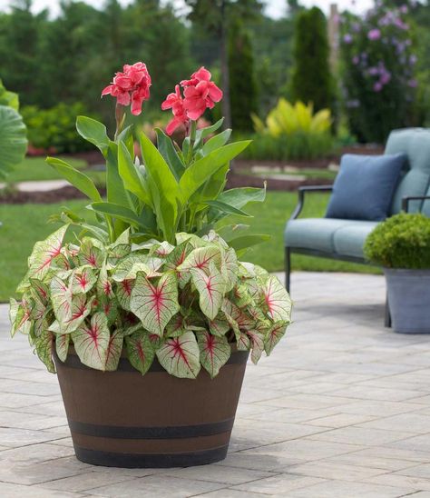 Longfield Gardens, Summer Bulbs, Porch Remodel, Container Garden Design, Container Gardening Flowers, Garden Containers, Creative Gardening, Container Garden, Ornamental Plants