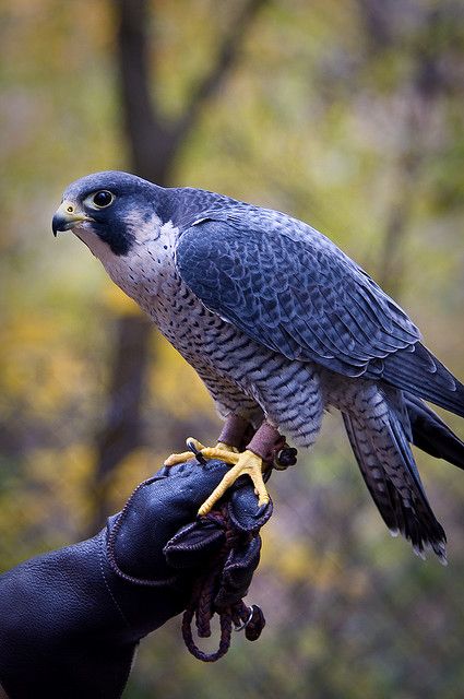 Peregrine Falcon, known as the fastest bird, attaining up to 200 mph in a stoop or dive...Photography by Vidular Peculiar Children, Peregrine Falcon, Character Aesthetics, Peregrine, All Birds, Exotic Birds, Pretty Birds, Colorful Birds, Birds Of Prey