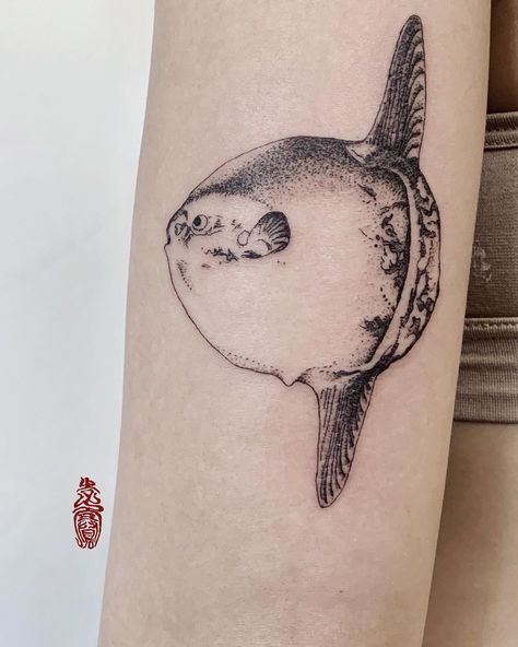 Sunfish for Sharon. Thank you for coming back!🥰 Mola Mola Tattoo, Parrotfish Tattoo, Sunfish Tattoo, Mola Tattoo, Korea Tattoo, Mola Mola, Father Tattoos, Ocean Tattoos, Fresh Tattoo