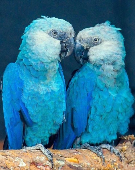 Film Rio, Parrot Flying, Blue Macaw, American Animals, Shark Art, Macaw Parrot, Blue Birds, Rare Animals, Dinosaur Art