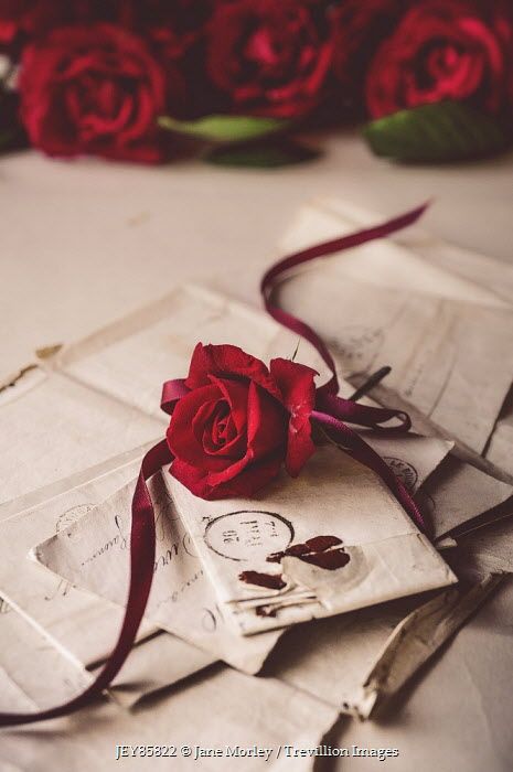 Jane Morley RED ROSE ON HANDWRITTEN LETTERS Flores Red Roses Wallpaper, Raindrops And Roses, Book Flowers, Beautiful Red Roses, Rose Rouge, Beautiful Flowers Wallpapers, Love Rose, Rose Wallpaper, Rose Cottage