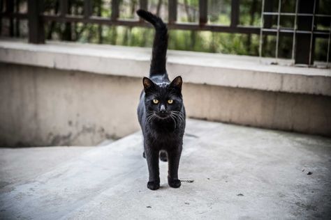 Most Americans know superstitions are scientifically irrational. This is why more than 50 percent of us believe in them. Cat Walking Front View, Walking Front View, Cat Front View, Secret Decoder, Cats Behavior, Kitty Care, Cat References, Dog Cat Pictures, Cat Walking