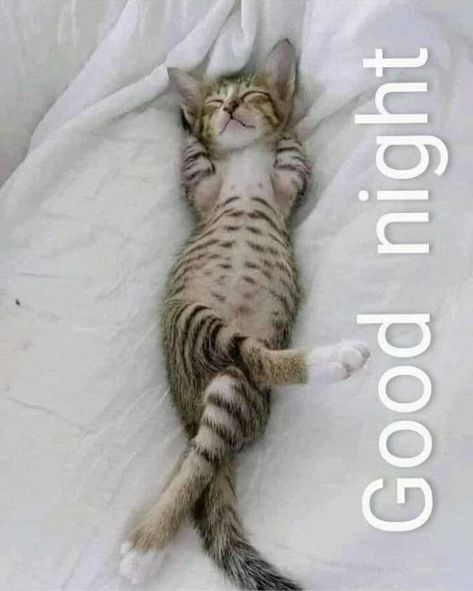 Cats As Pets, Meme Chat, Good Night Cat, Good Night Dear, An Organized Home, Good Night Funny, Sleeping Animals, Slaap Lekker, Söt Katt