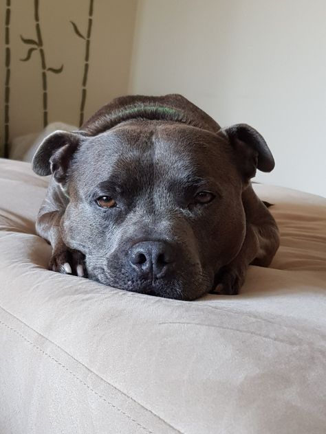 Blue Staffy sleepy eyes. Male blue - fawn pedigree English Staffordshire bull terrier Grey Staffordshire Bull Terrier, Blue Staffordshire Bull Terrier, English Staffy, Blue English Staffy, Blue Staffy Puppy, Staffie Puppies, English Staffordshire Terrier, Staffy Bull Terrier, Staffordshire Bull Terrier Puppies