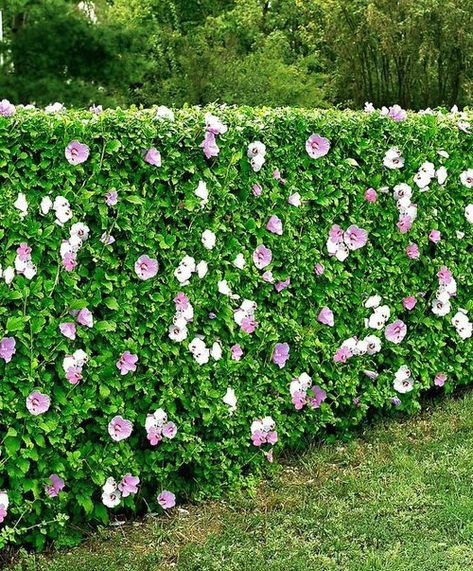 Hibiscus Hedge, Fast Growing Privacy Shrubs, Hedges Landscaping, Como Plantar Pitaya, Flower Hedge, Hibiscus Garden, Shrubs For Privacy, Hardy Hibiscus, Garden Hedges