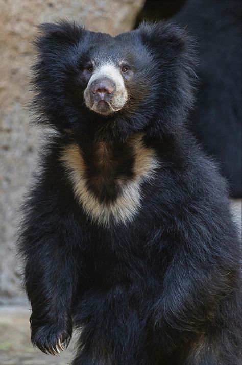 Male Bear, Bear Species, Woodland Park Zoo, Moon Bear, Sloth Bear, African Wild Dog, Woodland Park, Bear Pictures, Wild Creatures