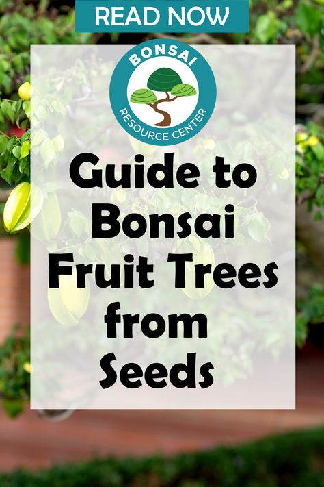 Have you ever marveled at the beauty and artistry of bonsai trees? These miniature masterpieces, with their delicate branches and perfectly pruned foliage, are truly captivating. But did you know that you can also grow a bonsai fruit tree from seed? Imagine having your very own mini orchard right in your own home or garden! Now, don’t go out to your local store right now to get some seeds. Keep reading for some important tips, and then you will be ready to begin. Mini Orchard, Bonsai Fruit Tree, Bonsai Tree Care, Plants Indoor, Bonsai Plants, Fruit Tree, Bonsai Trees, Tree Care, Bonsai Tree